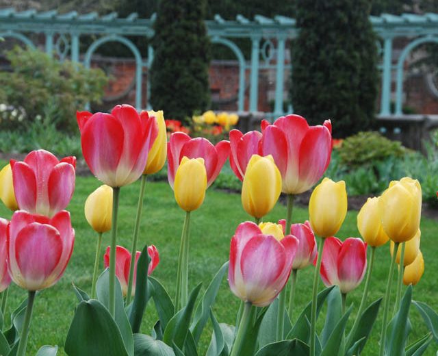 Spring Combination Ideas, Bulb Combinations, Plant Combinations, Flowerbeds Ideas, Spring Borders, Tulip 'Big Smile', Tulip 'Big Chief', Tulipa 'Big Smile', Tulipa 'Big Chief'