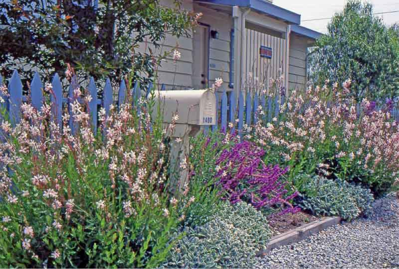 Garden Ideas, Landscaping Ideas, Coastal Garden, Seaside Garden, Drought Tolerant Garden, Salvia Leucantha, Mexican Bush Sage, Lamb's ears, Stachys Byzantina, Gaura Lindheimeri, Beeblossom, Whirling Butterflies