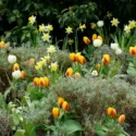 Spring Combination Ideas, Bulb Combinations, Plant Combinations, Flowerbeds Ideas, Spring Borders, Daffodil Topolino, Tulip Flair, Tulip Montreux, NarcissusTopolino, Tulipa Flair, Tulipa Montreux