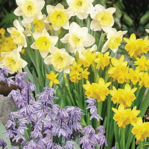 Spring Borders, Bulb Combinations, Perennial Combinations,Scilla Siberica, Siberian Squill, Narcissus Tete a Tete, Daffodil Tete a Tete, Narcissus Ice Follies, Daffodil Ice Follies