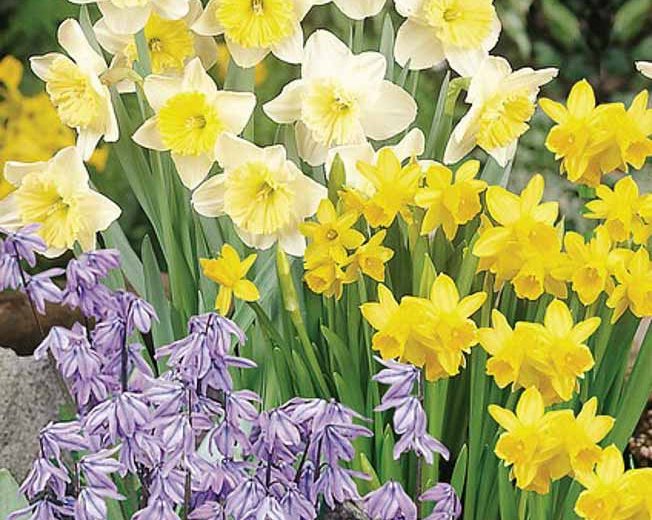 Spring Borders, Bulb Combinations, Perennial Combinations,Scilla Siberica, Siberian Squill, Narcissus Tete a Tete, Daffodil Tete a Tete, Narcissus Ice Follies, Daffodil Ice Follies