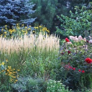 Perennial Combinations, Shrub Borders, Plant Combinations, Flower beds Ideas, Summer Garden Ideas, Fall Garden Ideas, Hibiscus, Hydrangea, Reed Grass, Rudbeckia, Black-Eyed Susans
