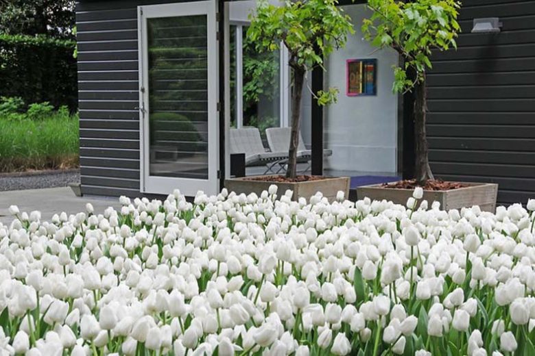 Contempory white garden, white spring flowers, Muscari botryoides, Anemone blanda white splendour, narcissus Thalia, White Tulips, White daffodils, White narcissus, White anemones, White muscari