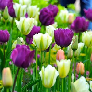 Spring Combination Ideas, Bulb Combinations, Plant Combinations, Flowerbeds Ideas, Spring Borders, Tulip 'Negrita',Tulip 'Menton', Tulip 'Spring Green', Tulipa 'Negrita',Tulipa 'Menton', Tulipa 'Spring Green'