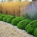 Garden Ideas, Landscaping ideas, Hedges ideas, Plant combination ideas, Borders ideas, Perennial combinations, Russian Sage, Shrubby Veronica, Hebe, Hebe Rakaiensis, Stipa Gigantea, Giant Feather Grass, Driveway