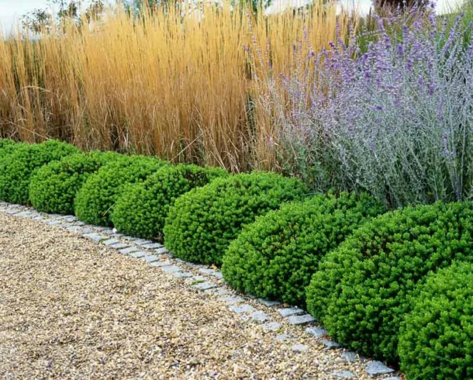 Garden Ideas, Landscaping ideas, Hedges ideas, Plant combination ideas, Borders ideas, Perennial combinations, Russian Sage, Shrubby Veronica, Hebe, Hebe Rakaiensis, Stipa Gigantea, Giant Feather Grass, Driveway