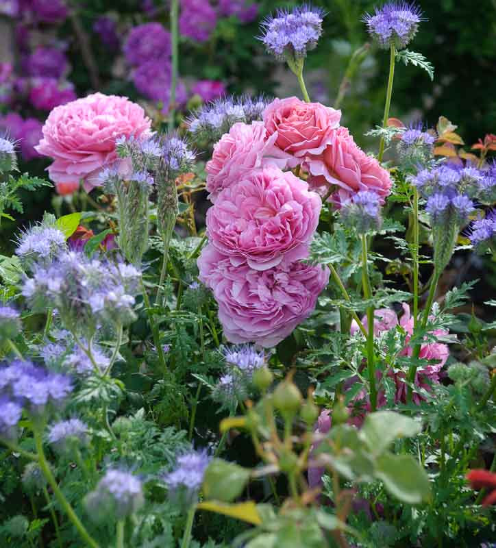 A Fabulous Duo: Rose 'Princess Alexandra of Kent' & Phacelia
