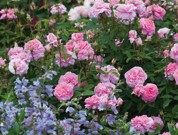Perennial Combinations, Rose Combinations, Summer Borders, Planting Roses, Rose Gardening, Designing with Roses, English Roses, Rose The Mayflower, Penstemon Stapleford Gem, Rosa The Mayflower, Pink English Roses, Beardtongue Stapleford Gem