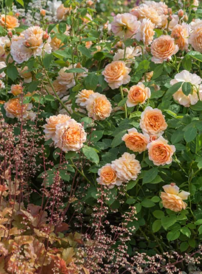 Perennial Combinations, Rose Combinations, Summer Borders, Planting Roses, Rose Gardening, Designing with Roses, English Roses, Rose Grace, Rosa Grace, Apricot English Roses, Heuchera Marmalade, Coral Bells Marmalade, underplanting roses,