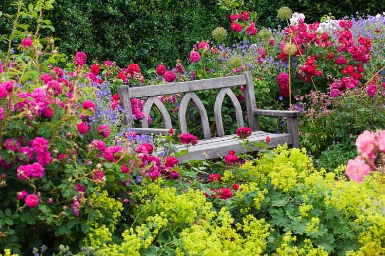 Planting Roses, Rose Gardening, Designing with Roses, English Roses, Garden retreat, garden roses, Rose bushes, English Roses, Rose Darcey Bussell, Rose Munstead Wood, Rose Lady of Megginch, Lady's Mantle, Alchemilla Mollis, Nepeta Walker's Low, Catmint,