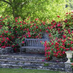 Garden retreat, garden bench with roses, English Roses, Rose Tess of The d'Urbervilles, David Austin Roses, shrub roses, fragrant roses, Favorite roses