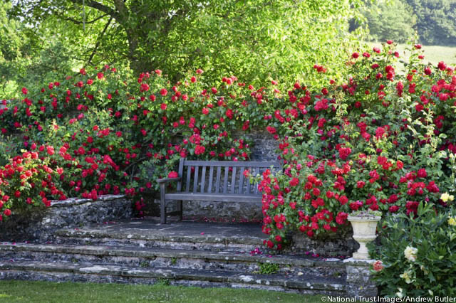 Garden retreat, garden bench with roses, English Roses, Rose Tess of The d'Urbervilles, David Austin Roses, shrub roses, fragrant roses, Favorite roses