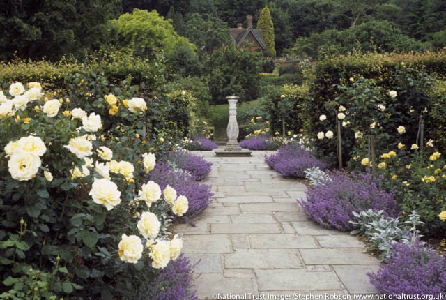 Fragrant path ideas, Path ideas, Nepeta racemosa, Persian Catmint, English Roses, low maintenance path ideas, Golden Rose Walk, National Trust
