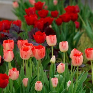 Spring Combination Ideas, Bulb Combinations, Plant Combinations, Flowerbeds Ideas, Spring Borders, Tulip 'Judith Leyster', Tulip 'Bastogne',Tulipa 'Judith Leyster', Tulipa 'Bastogne'