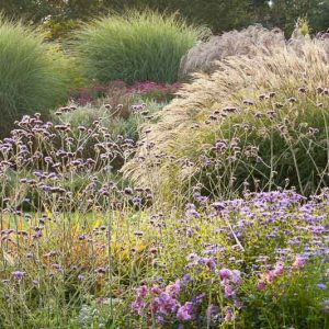 Garden ideas, Border ideas, Plant Combinations, Flowerbeds Ideas, Fall borders, Asters, Dogwood Midwinter Fire, New England Aster, Italian Aster, Miscanthus Morning Light