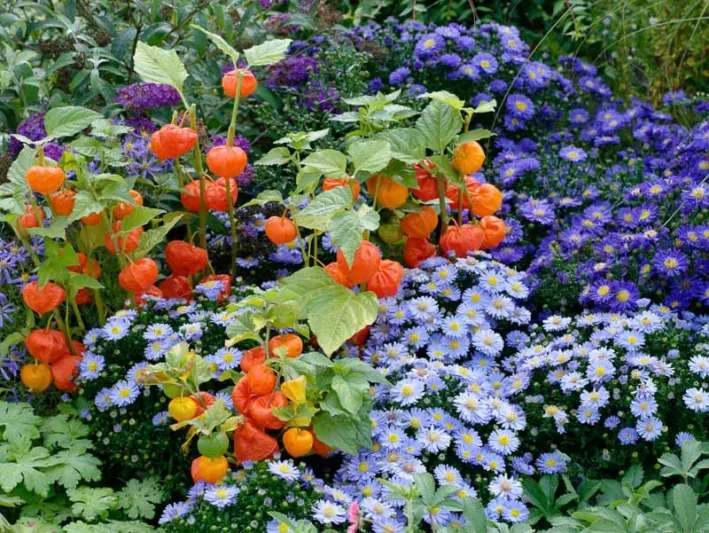 Garden ideas, Border ideas, Plant Combinations, Flowerbeds Ideas, Fall borders, Asters,  Chinese Lanterns, New England Aster, Butterfly Bushes, Buddleja, Buddleia