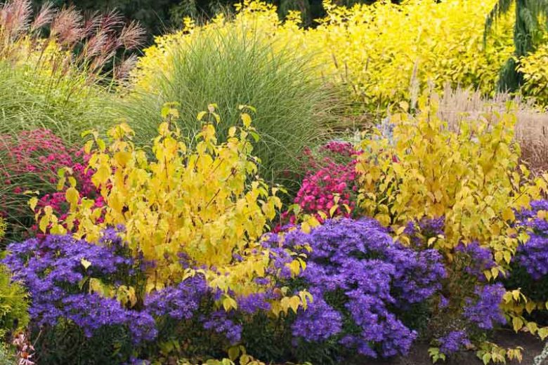 Garden ideas, Border ideas, Plant Combinations, Flowerbeds Ideas, Fall borders, Asters, Dogwood Midwinter Fire, New England Aster, Italian Aster, Miscanthus Morning Light