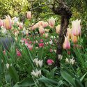 Spring Combination Ideas, Bulb Combinations, Plant Combinations, Flowerbeds Ideas, Spring Borders, Tulip Dreamland, Tulip 'Queen of Night',Tulip 'Elegant Lady',Tulip 'China Town'