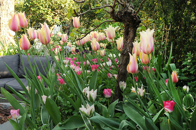 Spring Combination Ideas, Bulb Combinations, Plant Combinations, Flowerbeds Ideas, Spring Borders, Tulip Dreamland, Tulip 'Queen of Night',Tulip 'Elegant Lady',Tulip 'China Town'