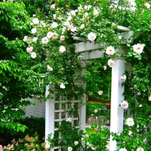 Garden ideas, arbor, pergola, climbing roses, Rose New Dawn, Rosa New Dawn, fragrant climbing roses, garden structure, Liquidscape, AGM roses