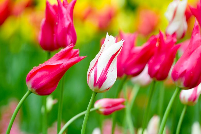 Spring Combination Ideas, Bulb Combinations, Plant Combinations, Flowerbeds Ideas, Spring Borders, Tulip Marilyn, Tulip Mariette, Tulipa Marilyn, Tulipa Mariette