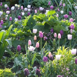 Spring Combination Ideas, Bulb Combinations, Plant Combinations, Flowerbeds Ideas, Spring Borders, Tulip Arabian Mystery,Tulip Ballade,Tulip Purple Rain,Tulip Shirle,Tulip Violet Beauty