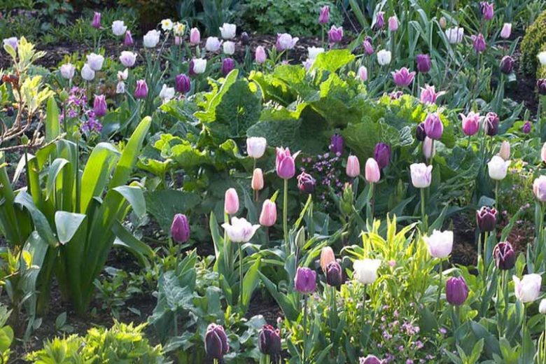 Spring Combination Ideas, Bulb Combinations, Plant Combinations, Flowerbeds Ideas, Spring Borders, Tulip Arabian Mystery,Tulip Ballade,Tulip Purple Rain,Tulip Shirle,Tulip Violet Beauty