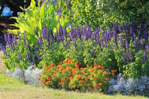 Plant Combinations, Summer Gardens, Marigold, Sage, Canna Lily, Dusty Miller