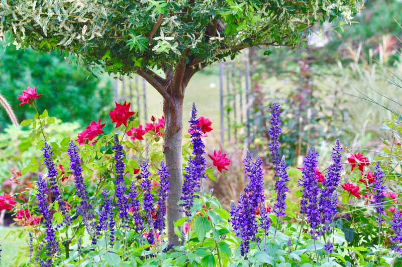 A Lovely Border Idea with Roses, Sage and Willow