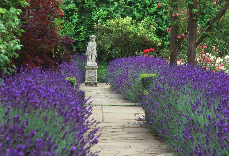 Purple lavender plants lining stone garden pathway creating fragrant border