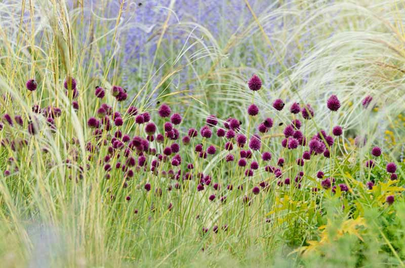Garden Ideas, Border ideas, Perennial Planting, Perennial combination, Summer Borders, Allium sphaerocephalon,  Perovskia, Russian Sage, Drumstick Allium, Stipa barbata, Feather grass