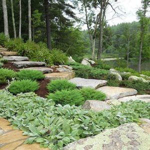 garden ideas, Landscaping ideas, Rock Garden, evergreens, cotoneaster, flowering shrubs, perennials, Rustic garden, Andrew Grossman