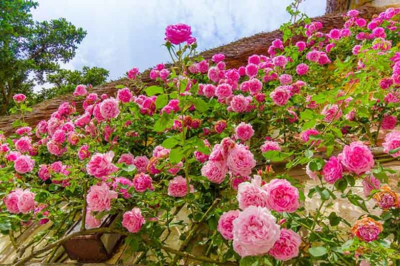 Climbing roses, Patio Roses, Rose Bonica, Rose Compassion, Rose New Dawn, Rose Aloha, Rose Caroline Testout, Rose Albertine, Pink roses, Pink climbing roses