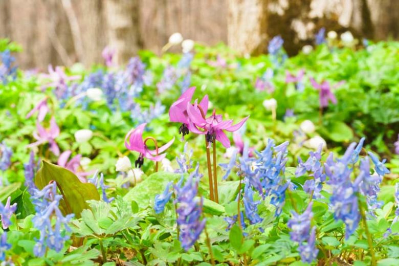 Spring Combination Ideas, Bulb Combinations, Plant Combinations, Flowerbeds Ideas, Spring Borders, Erythronium, Dog Tooth Violet, Fawn Lily, Corydalis, Fumewort