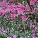 Spring Borders, Bulb Combinations, Perennial Combinations, Rhododendron praecox, lavender rhododendron, Crocus tommasinianus, Spring bulbs, Spring Flowers, Early spring Bulb Combination