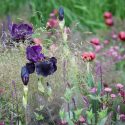 Garden Ideas, Border ideas, Perennial Planting, Perennial combination, Summer Borders, Bearded Iris, Salvia Caradonna, deschampsia, Astrantia major, paeonia, peonies