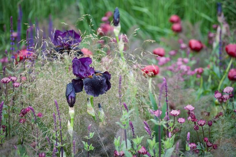 Garden Ideas, Border ideas, Perennial Planting, Perennial combination, Summer Borders, Bearded Iris, Salvia Caradonna, deschampsia, Astrantia major, paeonia, peonies
