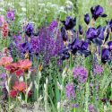 Garden Ideas, Border ideas, Perennial Planting, Perennial combination, Summer Borders, Bearded Iris, Mullein, Verbascum, Salvia Caradonna, cenolophium denudatum