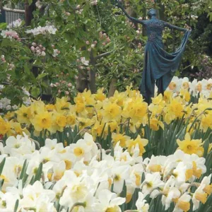 Spring Combination Ideas, Bulb Combinations, Plant Combinations, Flowerbeds Ideas, Spring Borders, Daffodil Accent, Daffodil  Salome, Daffodil Carlton,Hyacinth Blue Jacket, Narcissus Accent, Narcissus Salome, Narcissus Carlton,Daffodil Accent, Daffodil  S