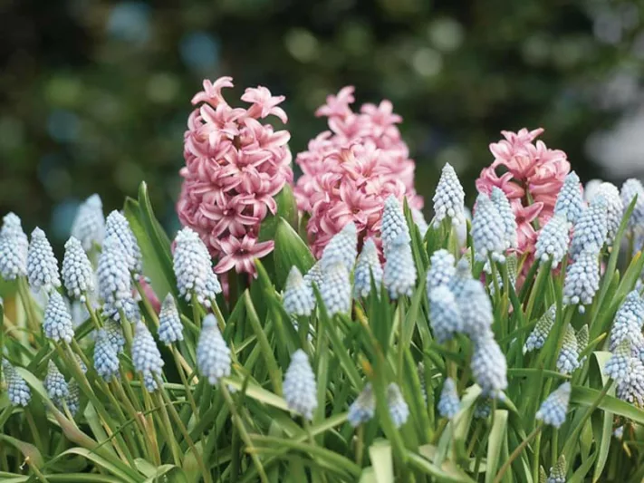 Spring Borders, Bulb Combinations, Perennial Combinations, Hyacinth Pink Festival, Muscari Armeniacum, Pink hyacinth, Pink flowers, Blue flowers, fragrant bulb combination