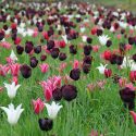 Spring Combination Ideas, Bulb Combinations, Plant Combinations, Flowerbeds Ideas, Spring Borders, Tulip Yonina, Tulip Ronaldo, Tulip White Triumphator,Tulip Tres Chic, Tulip Capri