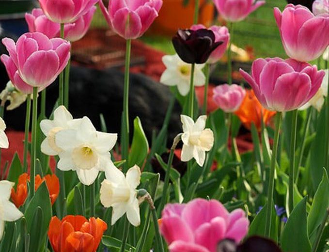 Spring Combination Ideas, Bulb Combinations, Plant Combinations, Flowerbeds Ideas, Spring Borders, Daffodil Passionale, Tulip Shirley, Tulip Fire Queen, Tulip Queen of Night, Tulip Light and Dreamy, Narcissus 'Passionale', Tulipa Shirley, Tulipa Fire Quee