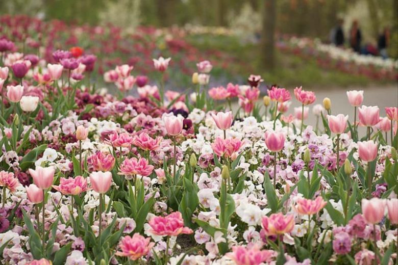 Spring Combination Ideas, Bulb Combinations, Plant Combinations, Flowerbeds Ideas, Spring Borders, Tulip Angelique, Tulip Ollioules, Tulip Shirley, Tulip Pink Diamond,Tulip Peach Blossom, tulip Blue Ribbon, Mid Spring blooms, Late Spring blooms