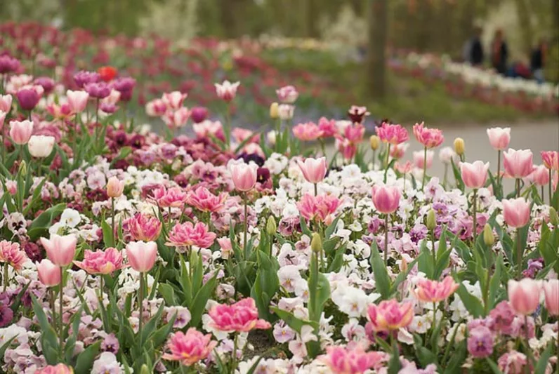 Spring Combination Ideas, Bulb Combinations, Plant Combinations, Flowerbeds Ideas, Spring Borders, Tulip Angelique, Tulip Ollioules, Tulip Shirley, Tulip Pink Diamond,Tulip Peach Blossom, tulip Blue Ribbon, Mid Spring blooms, Late Spring blooms