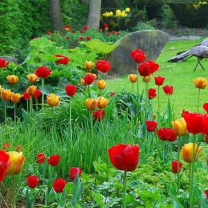 Spring Combination Ideas, Bulb Combinations, Plant Combinations, Flowerbeds Ideas, Spring Borders, Tulip Apeldoorn, Red Tulip, Yellow Tulip, Tulip Beauty of Apeldoorn, Tulipa Apeldoorn, Tulipa Beauty of Apeldoorn