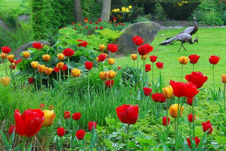 Spring Combination Ideas, Bulb Combinations, Plant Combinations, Flowerbeds Ideas, Spring Borders, Tulip Apeldoorn, Red Tulip, Yellow Tulip, Tulip Beauty of Apeldoorn, Tulipa Apeldoorn, Tulipa Beauty of Apeldoorn