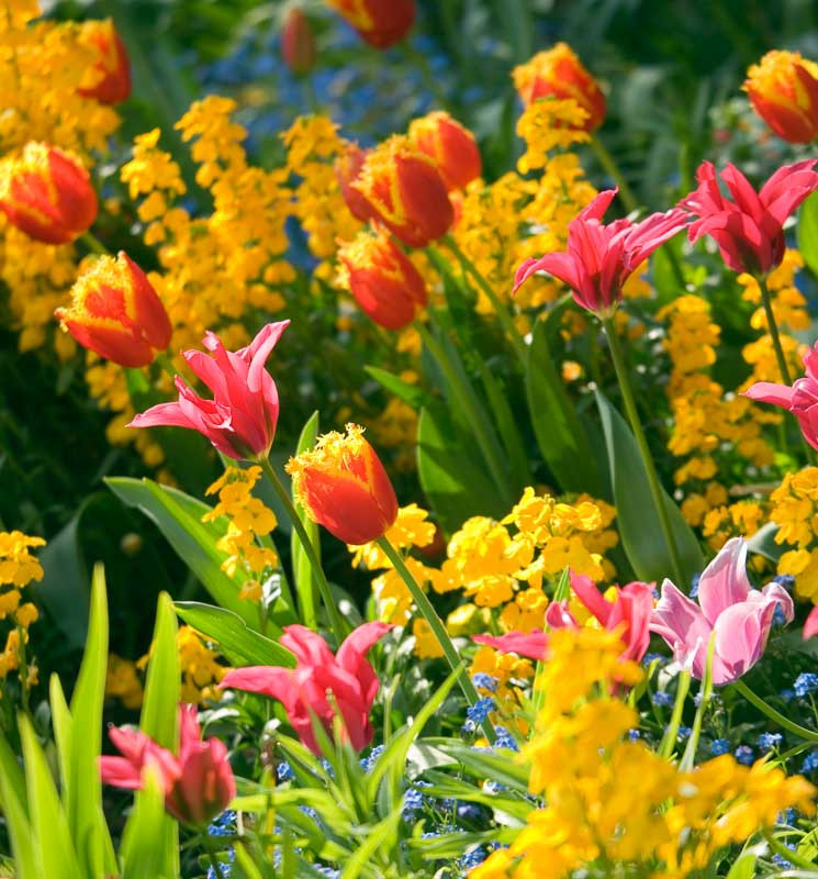 A Spectacular Spring Border Idea with 2 Eye-Catching Tulips and Wallflowers