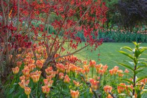 Spring Combination Ideas, Bulb Combinations, Plant Combinations, Flowerbeds Ideas, Spring Borders, Tulip Orange Emperor, Cotinus Royal Purple, Cotinus coggyria, Smoke tree, Smoke bush, orange flowers