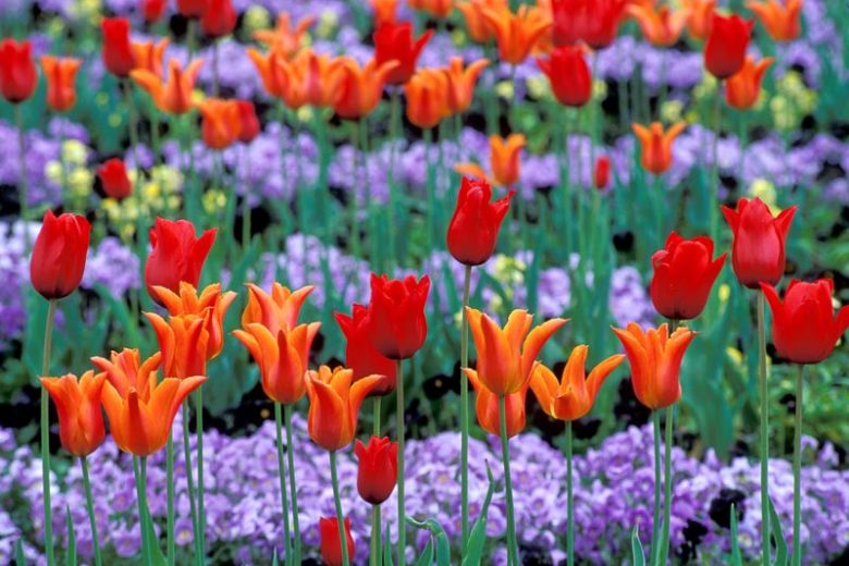 Spring Combination Ideas, Bulb Combinations, Plant Combinations, Flowerbeds Ideas, Spring Borders,Tulip Red Shine, Tulip Ballerina, Lily Flowered tulips,Lily Flowering tulips,Tulipa Red Shine, Tulipa Ballerina,Tulipe red Shine, Tulipe Ballerina