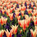 Spring Borders, Bulb Combinations, Perennial Combinations, Tulip Heart's Delight, Crocus vernus Remembrance, Tulipa Heart's Delight, Crocus Remembrance, Spring bulbs, Spring Flowers, Early spring Bulb Combination